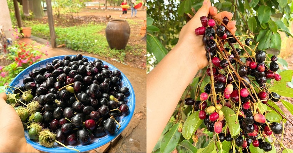 Nhà vườn như khu nghỉ dưỡng của nữ diễn viên vừa xuất viện sau ca mổ tim-15