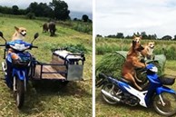 Chú chó biết lái xe máy chở cỏ giúp chủ