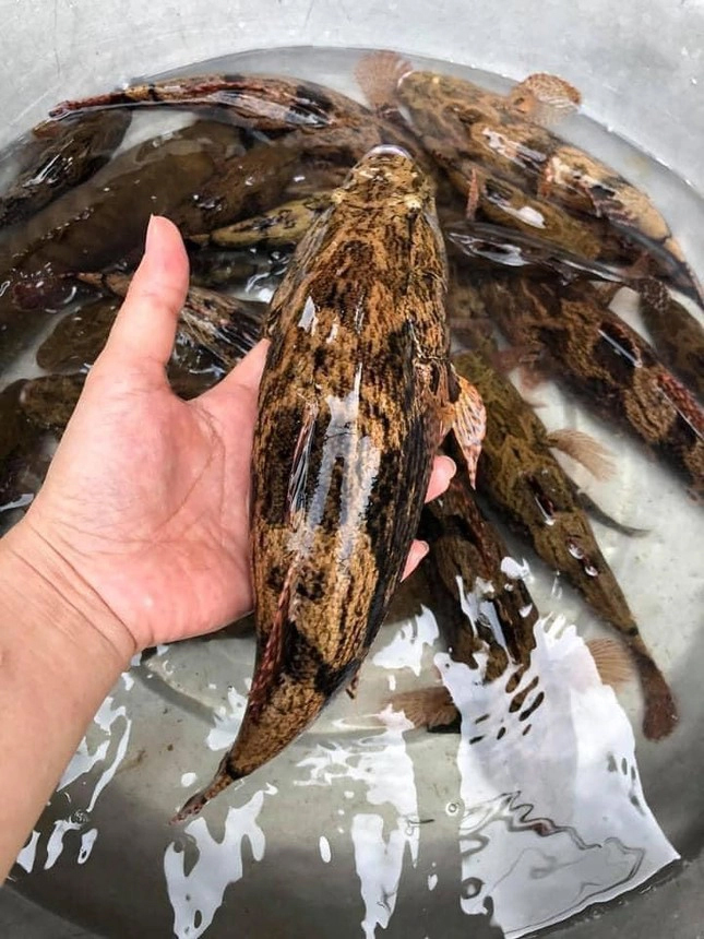 Loại cá nhìn tối thui khác lạ nhưng giá tới nửa triệu đồng/kg-1