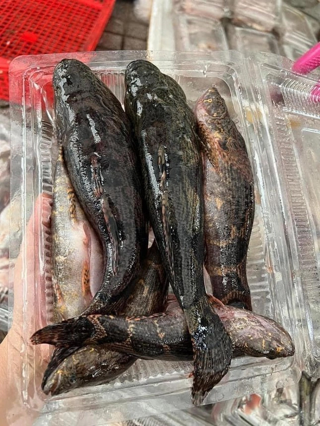 Loại cá nhìn tối thui khác lạ nhưng giá tới nửa triệu đồng/kg-3