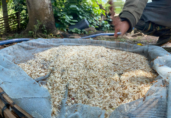 Đi lấy loại trứng bé như đầu tăm, kiếm nửa triệu 1 ngày ngon ơ-2