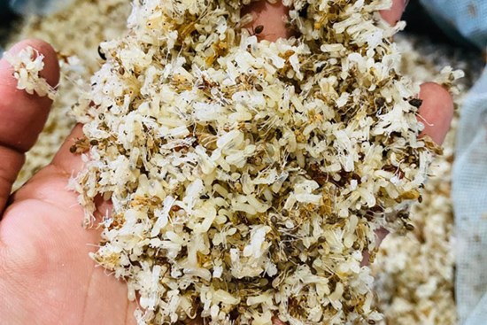 Đi lấy loại trứng bé như đầu tăm, kiếm nửa triệu 1 ngày