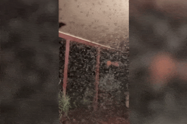 Hãi hùng cảnh đàn muỗi khổng lồ tấn công vào nhà sau cơn mưa