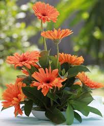 Hoa cắm trên bàn thờ nhớ chọn 5 loại này hút tài lộc, may mắn, bề trên gật đầu ưng ý-3