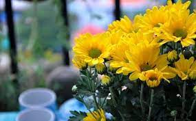 Hoa cắm trên bàn thờ nhớ chọn 5 loại này hút tài lộc, may mắn, bề trên gật đầu ưng ý-4