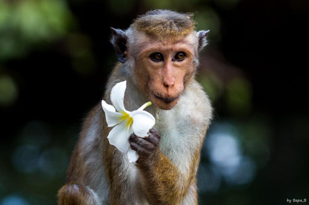 Sang năm 2023 ba con giáp ra ngõ hốt vàng, vươn tay hái lộc-3