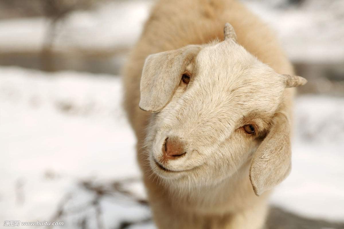 Sang năm 2023 ba con giáp ra ngõ hốt vàng, vươn tay hái lộc-4