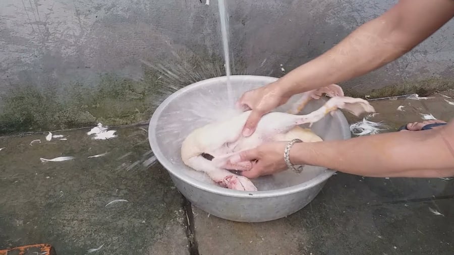 Cách nhổ sạch lông măng của vịt, khử mùi hôi hiệu quả, tiết kiệm thời gian-1