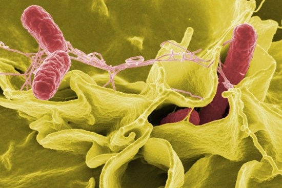 Vi khuẩn Salmonella hay ở trong thực phẩm nào và chúng nguy hại ra sao
