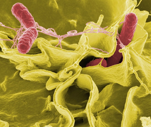 Vi khuẩn Salmonella hay ở trong thực phẩm nào và chúng nguy hại ra sao-1