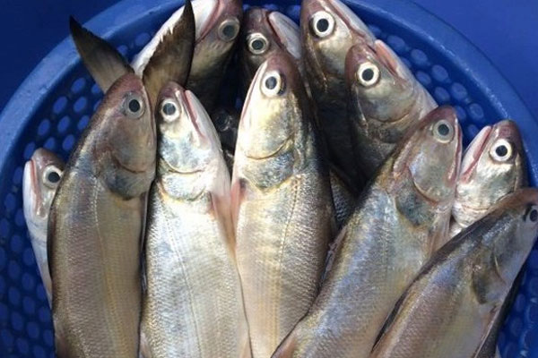 Trứng nhum biển Nhật Bản cho giới nhà giàu Việt, giá siêu đắt đỏ-3