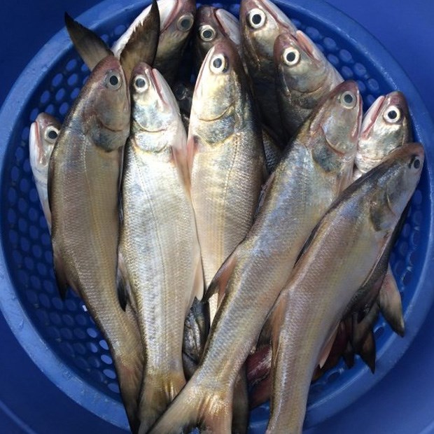 Loại cá là đặc sản của các tỉnh phía Bắc, giá bán 300 nghìn/kg vẫn được yêu thích-2