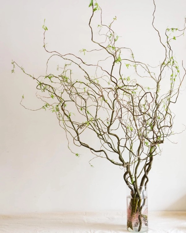 Rộ mốt trưng nhà rất chill với cành liễu xoăn uốn lượn lạ mắt-1