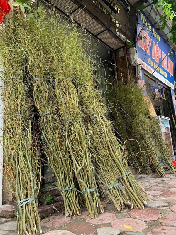 Rộ mốt trưng nhà rất chill với cành liễu xoăn uốn lượn lạ mắt-2