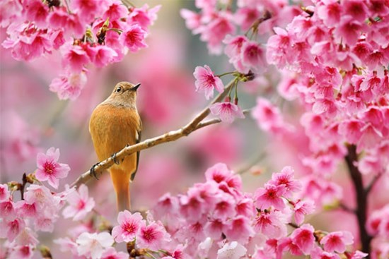 Cuối năm 2022, 4 con giáp đón mừng vận may, kiếm tiền thuận tay, giã từ túng thiếu