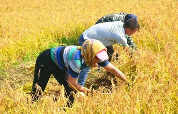 Khi mua gạo, sự khác biệt giữa gạo hạt dài và gạo hạt tròn là gì? Nhiều người chưa biết, cần nâng cao kiến thức-4