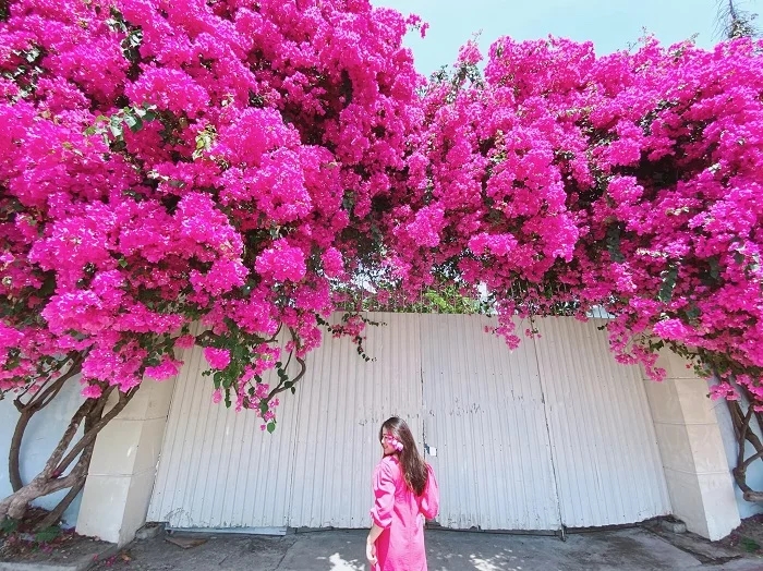 Tưới thứ gia vị này vào đất, hoa giấy không bao giờ vàng lá, hoa nở rực rỡ quanh năm-1