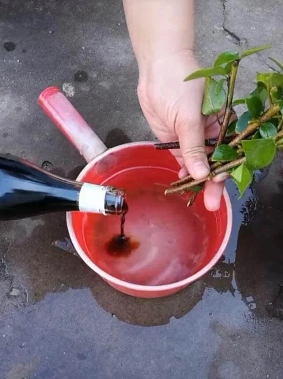 Tưới thứ gia vị này vào đất, hoa giấy không bao giờ vàng lá, hoa nở rực rỡ quanh năm-2