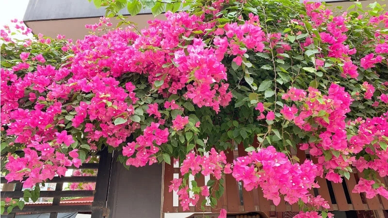 Tưới thứ gia vị này vào đất, hoa giấy không bao giờ vàng lá, hoa nở rực rỡ quanh năm-3