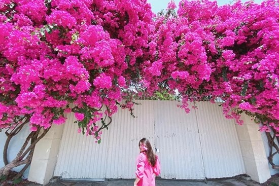 Tưới thứ gia vị này vào đất, hoa giấy không bao giờ vàng lá, hoa nở rực rỡ quanh năm