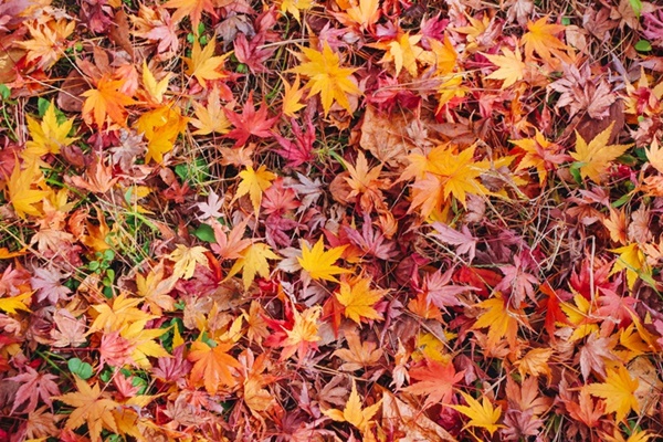 Choáng ngợp cảnh sắc Nhật Bản cuối thu-1