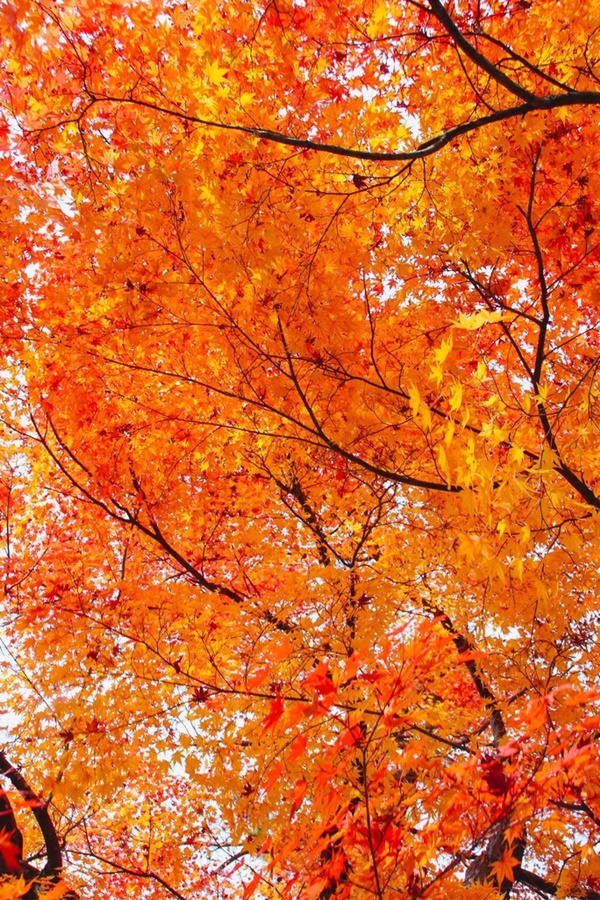 Choáng ngợp cảnh sắc Nhật Bản cuối thu-2