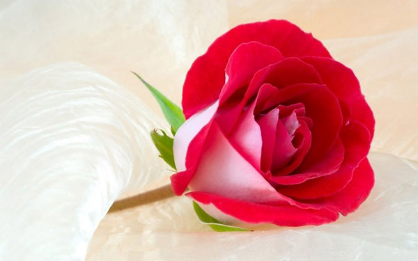 Sinh vào 5 ngày Âm lịch này, tài năng hơn người, mang đến phúc khí cho gia đình-2