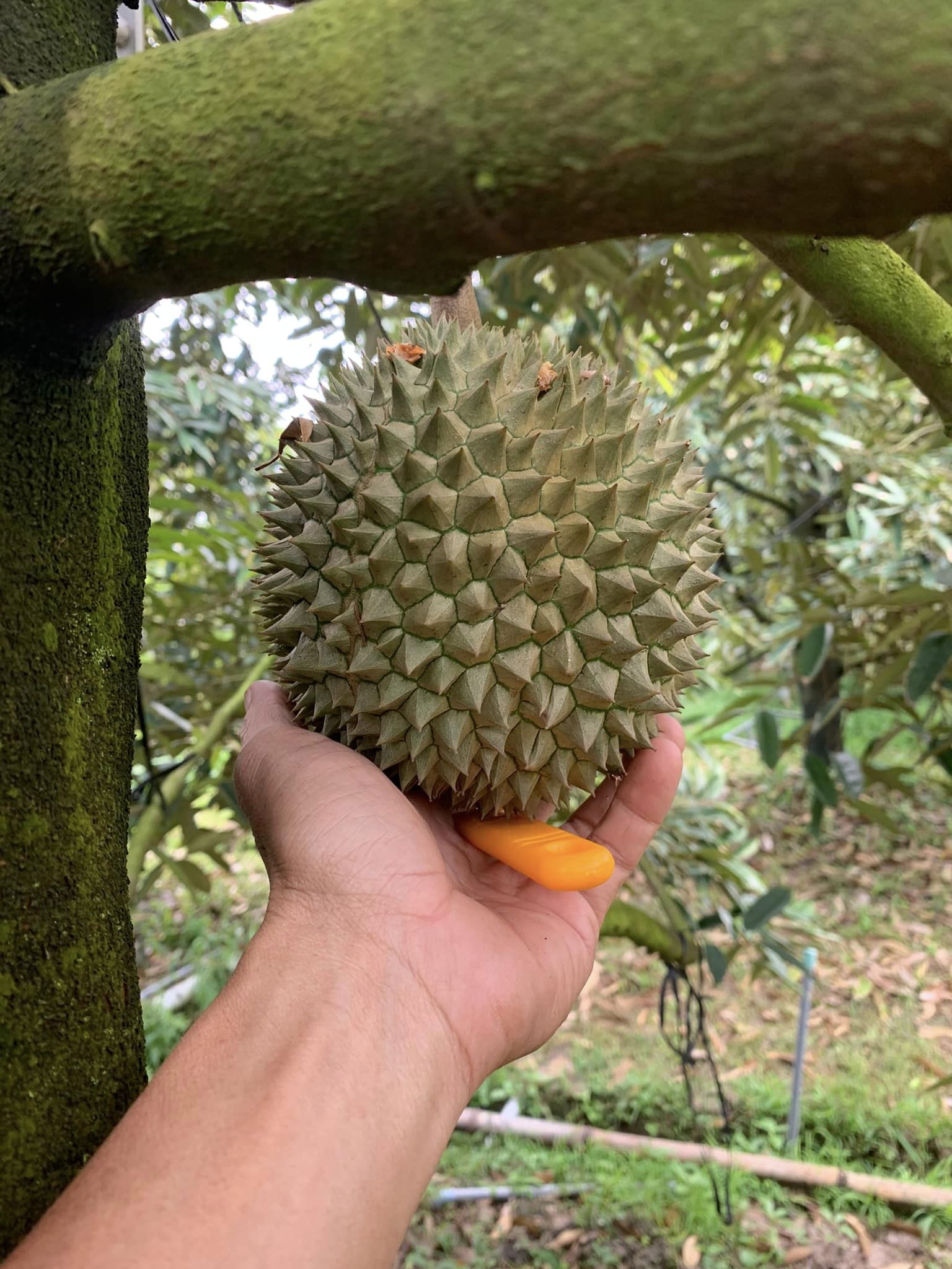Loại sầu riêng đắt hơn Musang King, giá 2 triệu/kg vẫn thiếu hàng bán-3