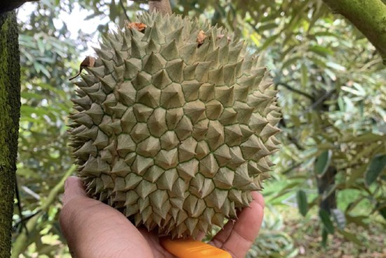 Loại sầu riêng đắt hơn Musang King, giá 2 triệu/kg vẫn thiếu hàng bán