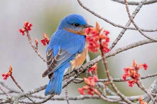 Mọi sự như ý, 4 con giáp có cái kết viên mãn trong năm 2022, 2023 khởi đầu suôn sẻ