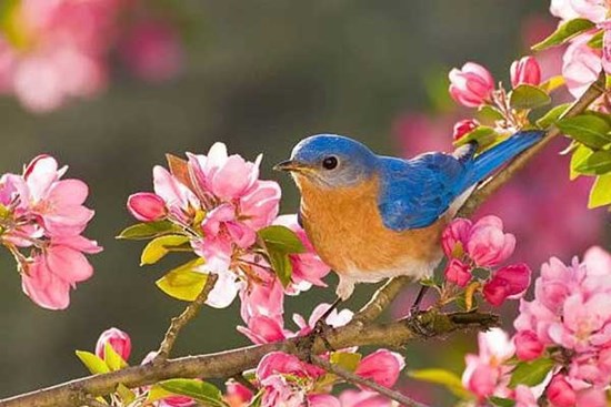 4 con giáp liên tiếp đón tin vui, công việc thăng hoa trong tháng 11 âm lịch