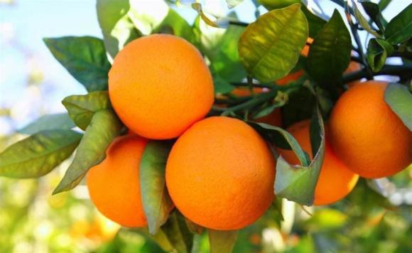 Khi mua cam, có sự khác biệt lớn giữa rốn to và rốn nhỏ! Ghi nhớ 4 điểm để chọn cam chính xác-1