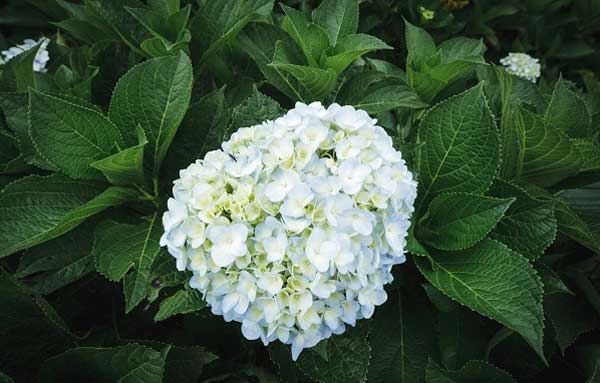 Người có giờ sinh này, tiền bạc đầy kho, hôn nhân viên mãn-1