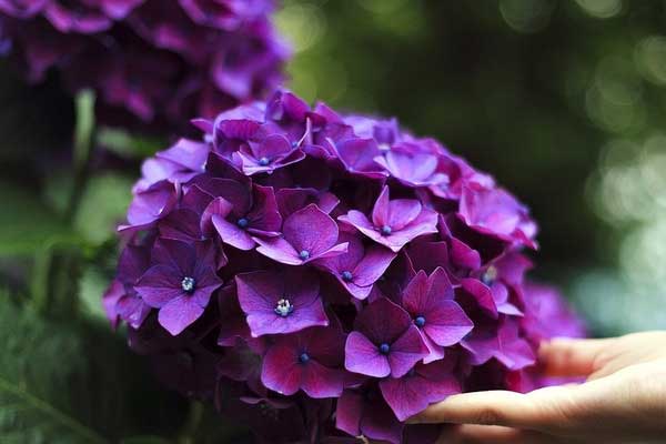 Người có giờ sinh này, tiền bạc đầy kho, hôn nhân viên mãn-2