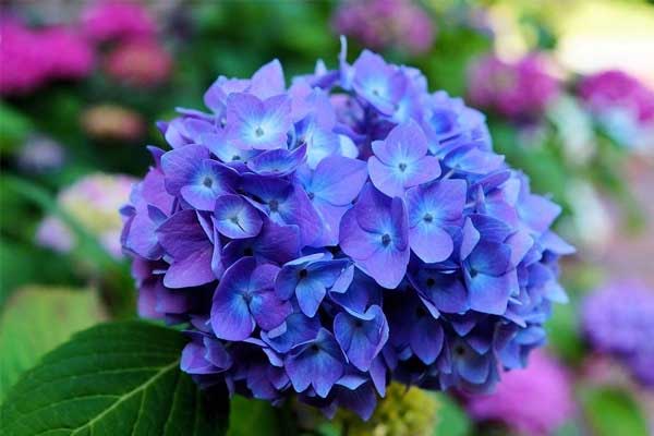 Người có giờ sinh này, tiền bạc đầy kho, hôn nhân viên mãn-3