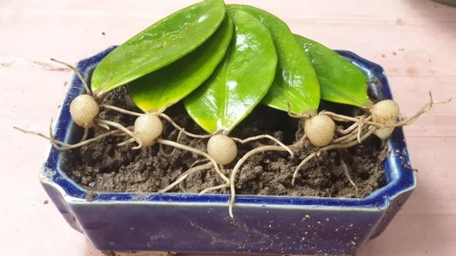 Muốn kim tiền béo mập cứ 10 ngày thêm 1 thìa nước này, chồi và rễ vươn ra như nấm-2