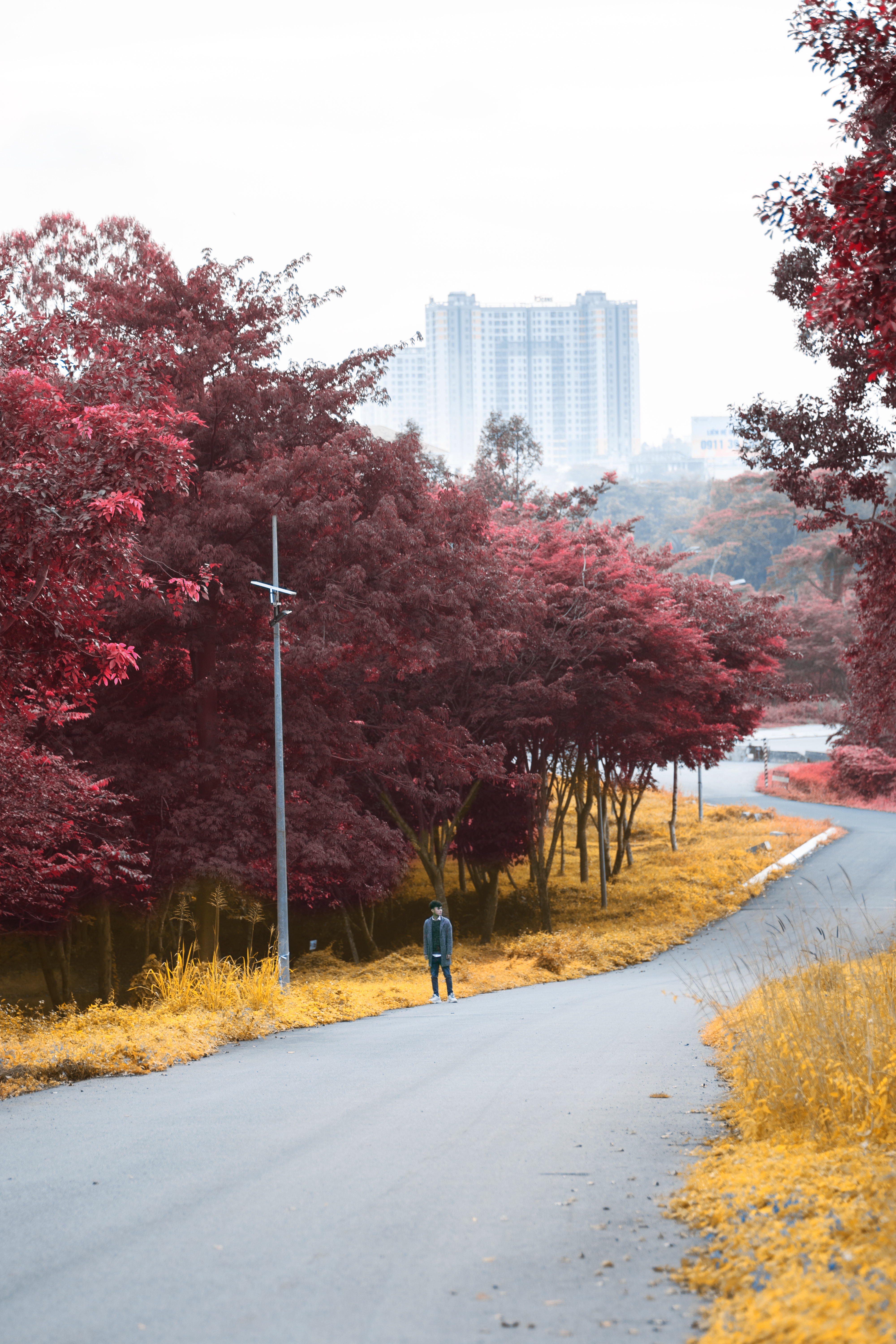 Sự thật về Canada giữa lòng Sài Gòn đẹp mê hồn khiến dân mạng phát sốt-3