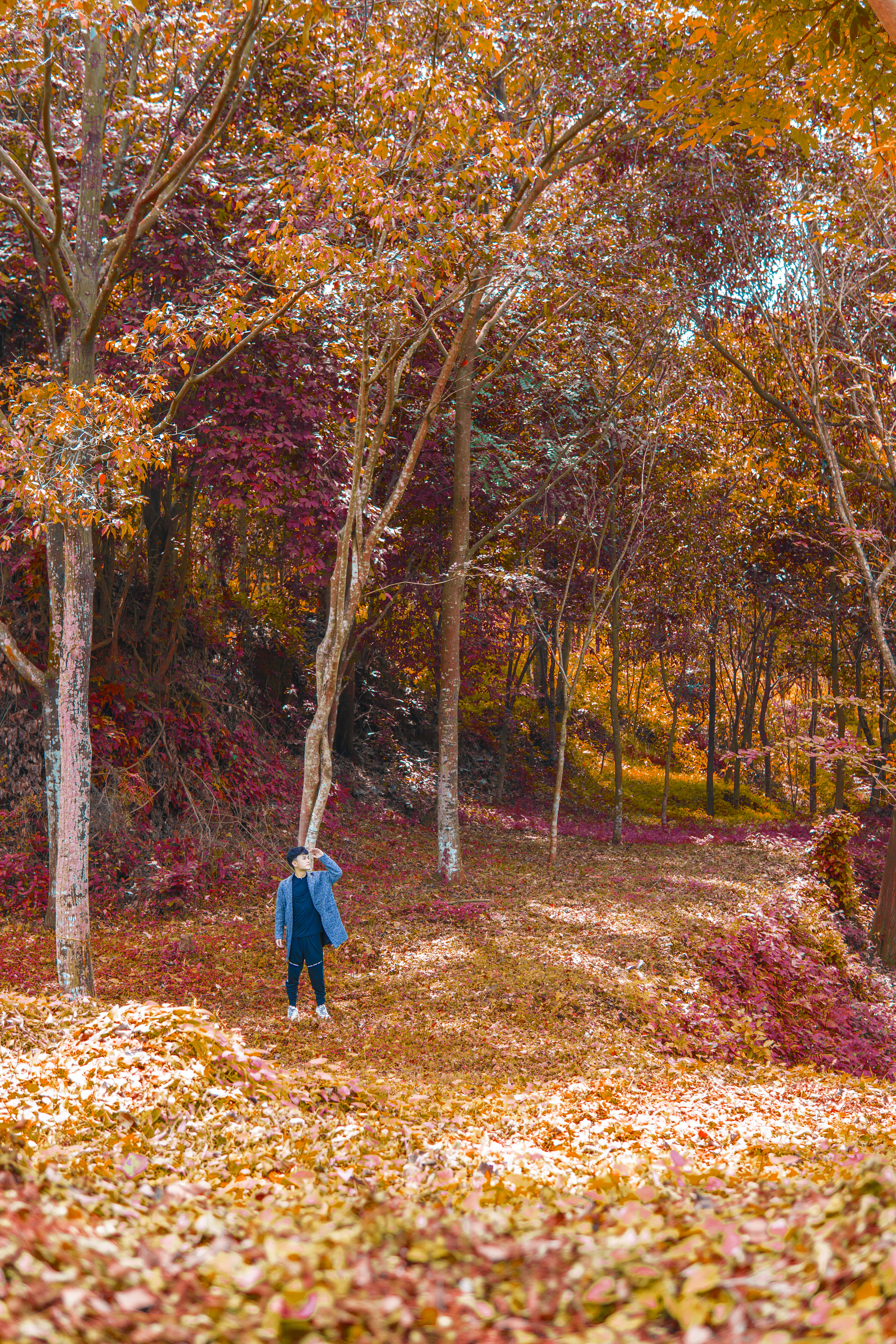 Sự thật về Canada giữa lòng Sài Gòn đẹp mê hồn khiến dân mạng phát sốt-2