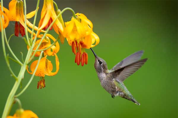 Tươi cười hớn hở, người sinh ngày Âm lịch này một đời viên mãn, phúc lộc dư dả-3