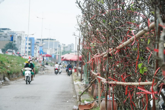 Hà Nội: Hoa lê rừng giá cả triệu đồng xuống phố-2