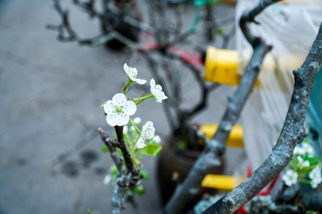 Hà Nội: Hoa lê rừng giá cả triệu đồng xuống phố-5