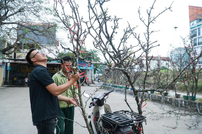 Hà Nội: Hoa lê rừng giá cả triệu đồng xuống phố-8