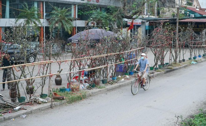 Hà Nội: Hoa lê rừng giá cả triệu đồng xuống phố-9