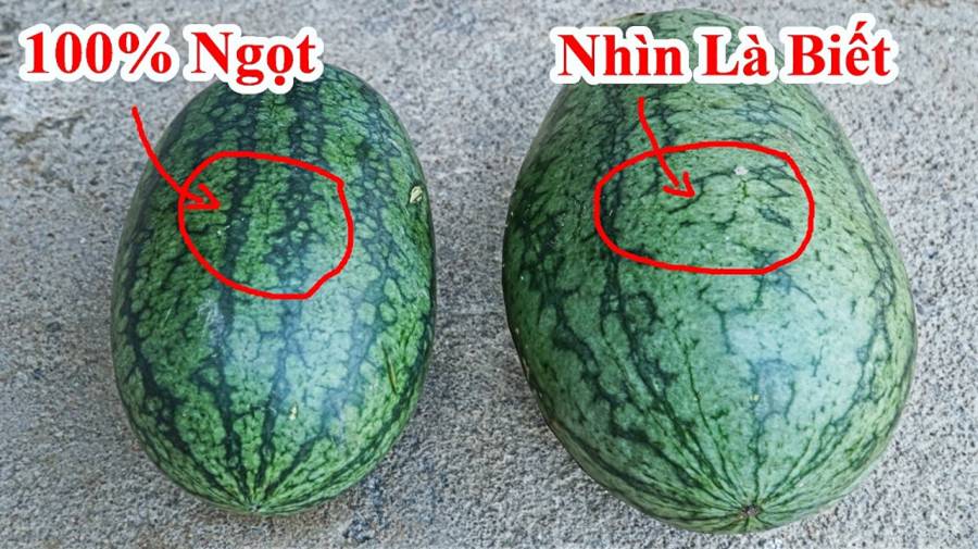 Chọn dưa hấu không cần vỗ vào quả, có 5 chỗ nhìn là biết ngay quả nào đặc ruột, ngọt căng, mỏng vỏ-4