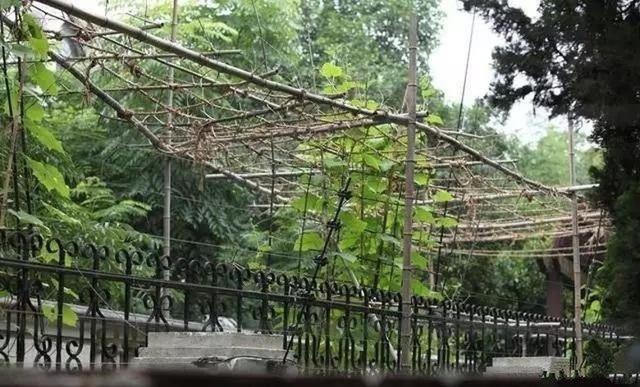 Lóa mắt ngắm dinh cơ Lý Liên Kiệt dùng để quảng bá thái cực quyền, nhìn sang biệt thự bỏ hoang chỉ trồng rau mà tiếc-12