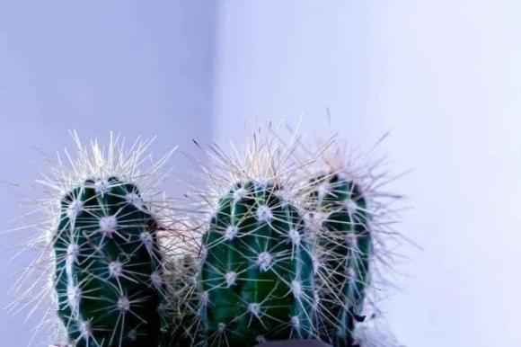 Không nên đặt những loại cây này trong nhà, đó là ẩn dụ càng sống càng nghèo, không an toàn”, người giàu có thể nhìn sơ qua là hiểu!-1