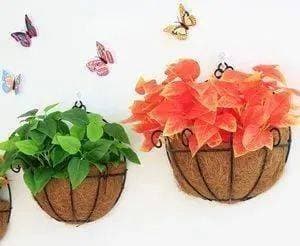 Không nên đặt những loại cây này trong nhà, đó là ẩn dụ càng sống càng nghèo, không an toàn”, người giàu có thể nhìn sơ qua là hiểu!-2