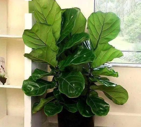 Không nên đặt những loại cây này trong nhà, đó là ẩn dụ càng sống càng nghèo, không an toàn”, người giàu có thể nhìn sơ qua là hiểu!-3