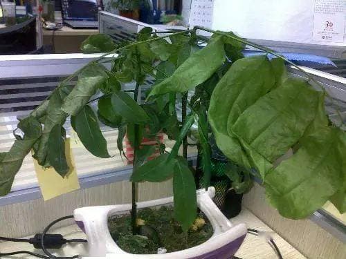 Không nên đặt những loại cây này trong nhà, đó là ẩn dụ càng sống càng nghèo, không an toàn”, người giàu có thể nhìn sơ qua là hiểu!-4