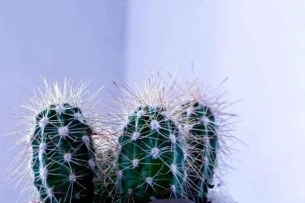 Nhà giàu hay không cứ nhìn cây trước cửa: Có 6 loại cây này gia chủ không giàu có cũng nhàn hạ-5